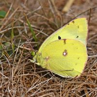 Weisskleegelbling, Colias hyale,