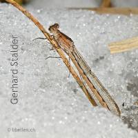 Sibirische Winterlibelle im Winterhabitat, Sympecma paedisca