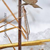 Sibirische Winterlibelle an einem Halm über dem Schnee, Männchen