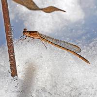 Sibirische Winterlibelle im Sonnenschein auf dem Schnee, Männchen
